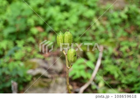 秋の遠野ふるさと村 秋の遠野ふるさと村 108659618
