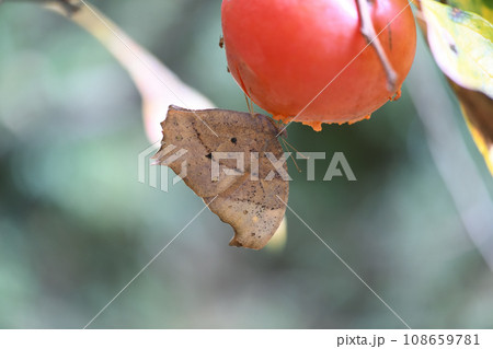 秋のクロコノマチョウ(黒木間蝶) 秋のクロコノマチョウ(黒木間蝶) 108659781