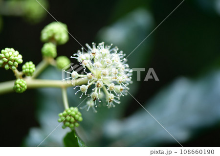 ヤツデ(八手)の花 ヤツデ(八手)の花 108660190
