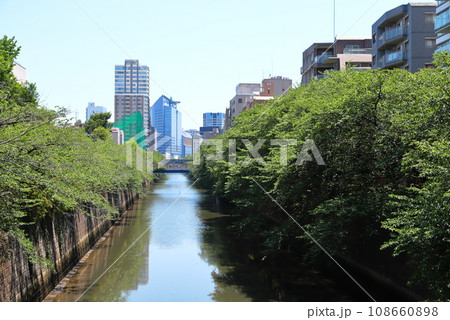 新緑の目黒川　東京都 108660898