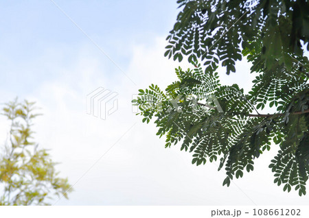 tree and sky background or Rain tree or Samanea saman, LEGUMINOSAE MIMOSOIDEAE tree and sky background or Rain tree or Samanea saman, LEGUMINOSAE MIMOSOIDEAE 108661202