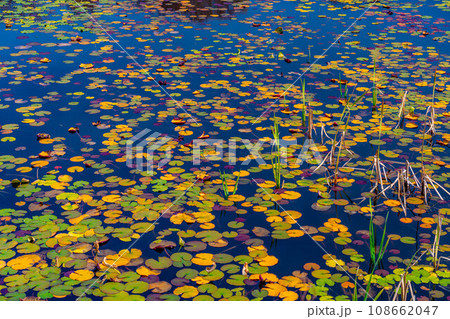 【紅葉素材】秋の志賀高原・蓮池の紅葉【長野県】 108662047