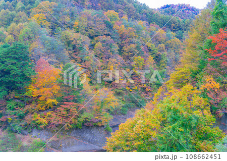 【秋素材】奥裾花渓谷の紅葉【長野県】 【秋素材】奥裾花渓谷の紅葉【長野県】 108662451