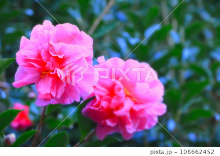八重咲きの美しいピンクの山茶花 八重咲きの美しいピンクの山茶花 108662452