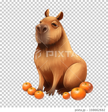 Funny capybara with oranges. Cartoon capibara character. Illustration, isolated on white 108662682