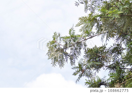 Grevillea robusta, Silky oak or Australian silver oak or Silk Oak or Silky Oak and sky Grevillea robusta, Silky oak or Australian silver oak or Silk Oak or Silky Oak and sky 108662775