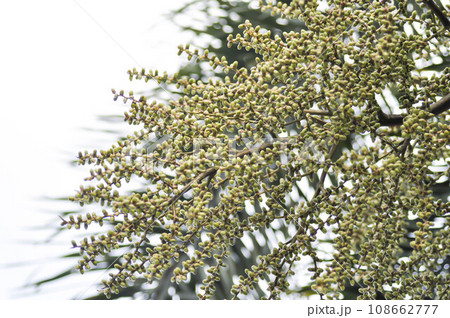 Normanbya normanbyi,  Wodyetia bifurcata AK Irvine or Foxtail palm or ARECACEAE or PALMAE 108662777