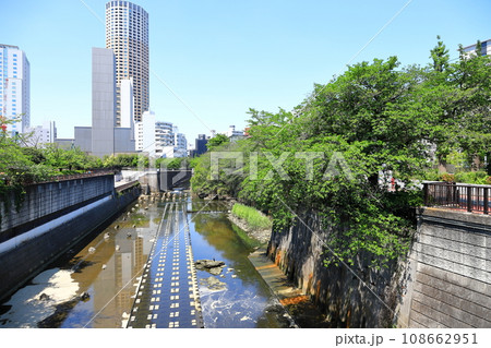 新緑の目黒川 東京都 新緑の目黒川 東京都 108662951