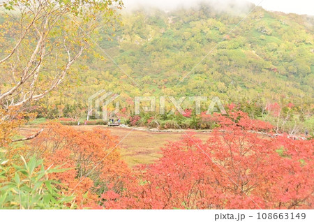 ナナカマドの紅葉した浮き島湿原 ナナカマドの紅葉した浮き島湿原 108663149