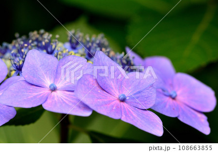 青い紫陽花 108663855
