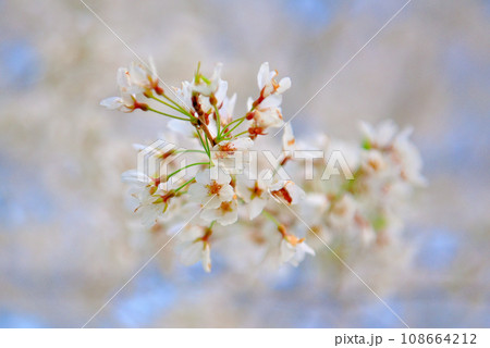 関東地方・里山の一本桜・新名所、春の空を背景に可憐に咲く淡墨桜のイメージ・神奈川県秦野市蓑毛(3) 108664212