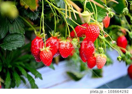 静岡県・久能山・石垣いちご、甘くて楽しいフルーツ狩り、いちご狩りのイメージ・静岡市駿河区(2) 108664292