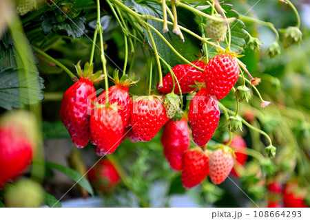 静岡県・久能山・石垣いちご、甘くて楽しいフルーツ狩り、いちご狩りのイメージ・静岡市駿河区(3) 静岡県・久能山・石垣いちご、甘くて楽しいフルーツ狩り、いちご狩りのイメージ・静岡市駿河区(3) 108664293