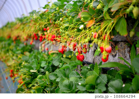 静岡県・久能山・石垣いちご、甘くて楽しいフルーツ狩り、いちご狩りのイメージ・静岡市駿河区(4) 静岡県・久能山・石垣いちご、甘くて楽しいフルーツ狩り、いちご狩りのイメージ・静岡市駿河区(4) 108664294
