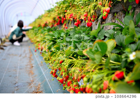 静岡県・久能山・石垣いちご、甘くて楽しい、いちご狩りを楽しむ観光客のイメージ・静岡市駿河区(2) 静岡県・久能山・石垣いちご、甘くて楽しい、いちご狩りを楽しむ観光客のイメージ・静岡市駿河区(2) 108664296