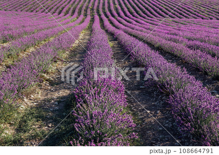 field with lavender flowers nature as a background field with lavender flowers nature as a background 108664791