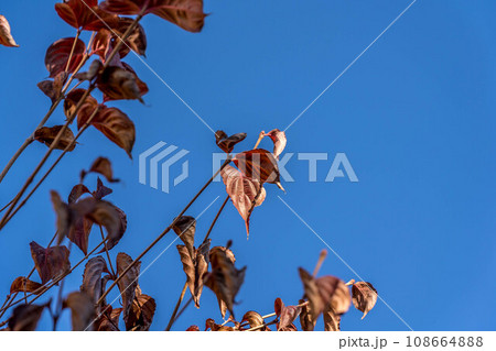11月の青空と木の葉と 11月の青空と木の葉と 108664888