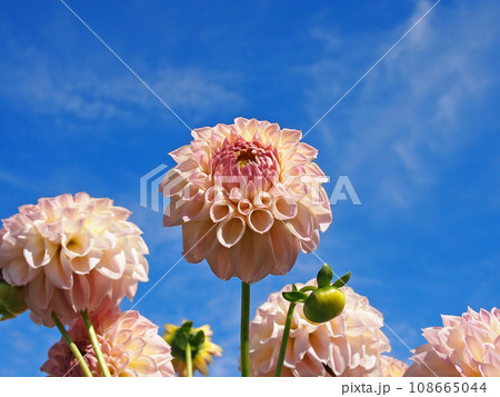 青空に映えるダリア 108665044