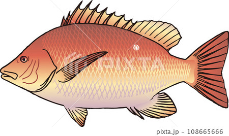 フエダイ 108665666