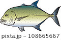カスミアジ カスミアジ 108665667