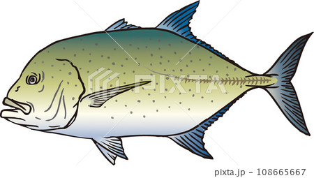 カスミアジ 108665667