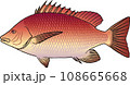 ゴマフエダイ ゴマフエダイ 108665668