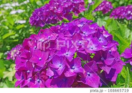 夏に咲いた美しい紫色のアジサイの花 夏に咲いた美しい紫色のアジサイの花 108665719