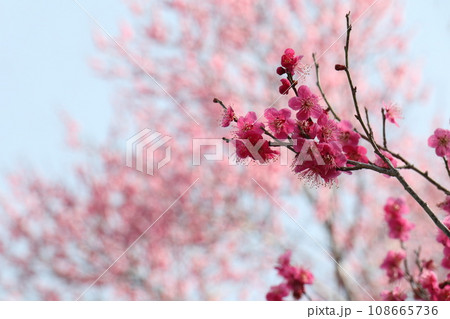 青空に映える桃色の梅の花 青空に映える桃色の梅の花 108665736
