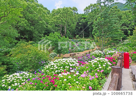 直方市の人気スポット美しい花が咲くもととりあじさい園 108665738