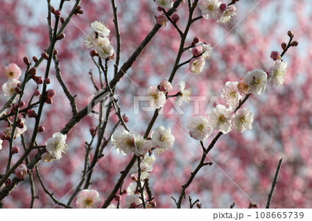 白い梅とピンクの梅 108665739