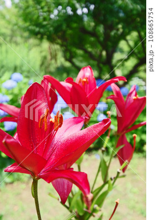 大輪の鮮やかな赤い花が咲いたスカシユリ 108665754