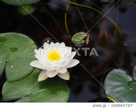 池に浮かぶ多年生水生植物白い花が咲いたスイレン 108665787