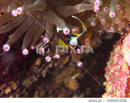 クマノミとイソギンチャクの共生 クマノミとイソギンチャクの共生 108665886
