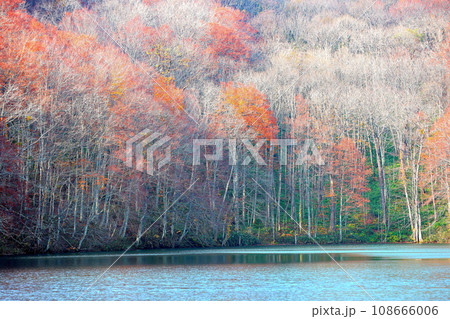 晩秋の紅葉の蔦沼 晩秋の紅葉の蔦沼 108666006