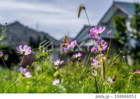9月の日差しと秋桜と揚羽蝶 9月の日差しと秋桜と揚羽蝶 108666051