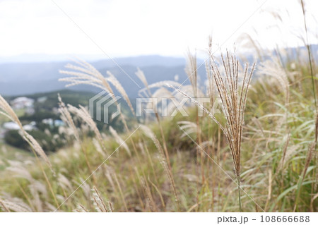 すすきが揺れる風景 108666688