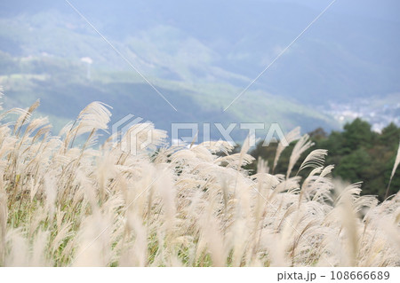風に揺れるススキ 108666689