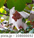 ブドウ畑 108666692