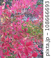 紅葉した葉 108666693
