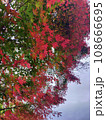 真っ赤に色づいた紅葉 108666695