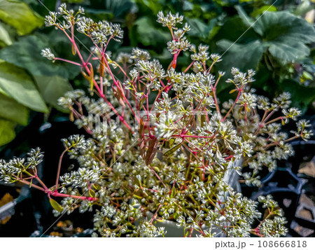 9月の白い花 108666818