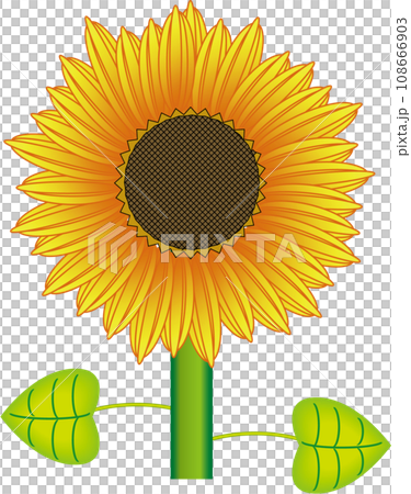 向日葵 108666903