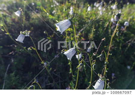 blooming flowers codonopsis clematidea in field in summer 108667097