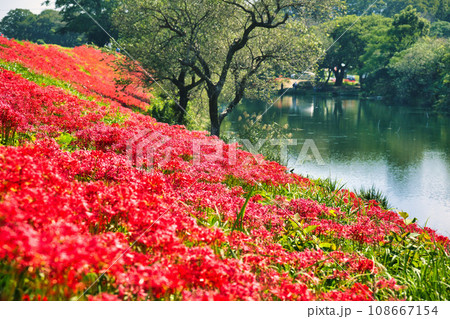 岐阜　津屋川の彼岸花 108667154