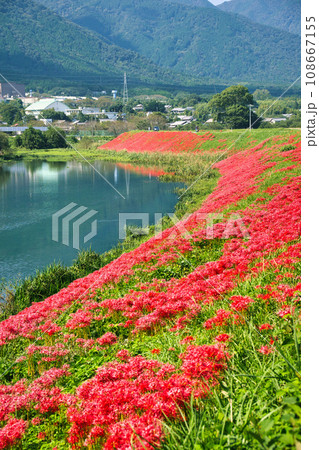 岐阜　津屋川の彼岸花 108667155