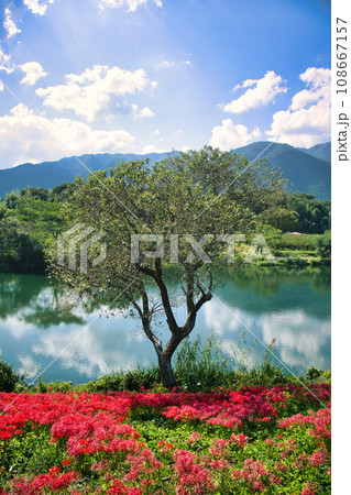 岐阜 津屋川の彼岸花 岐阜 津屋川の彼岸花 108667157