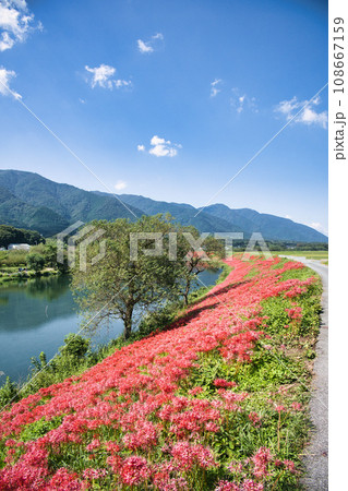 岐阜 津屋川の彼岸花 岐阜 津屋川の彼岸花 108667159
