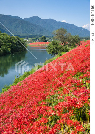 岐阜　津屋川の彼岸花 108667160