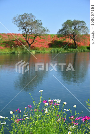 岐阜 津屋川の彼岸花 岐阜 津屋川の彼岸花 108667161