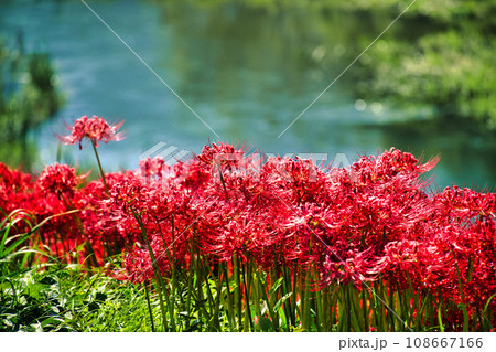 岐阜　津屋川の彼岸花 108667166